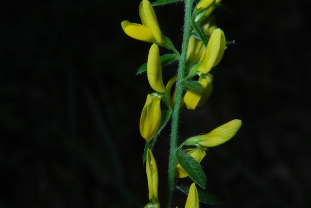 Leguminosa - Genista tinctoria